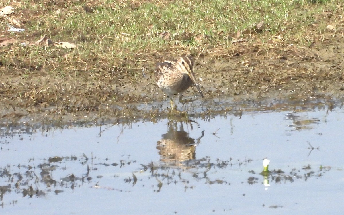 Common Snipe - ML617032192