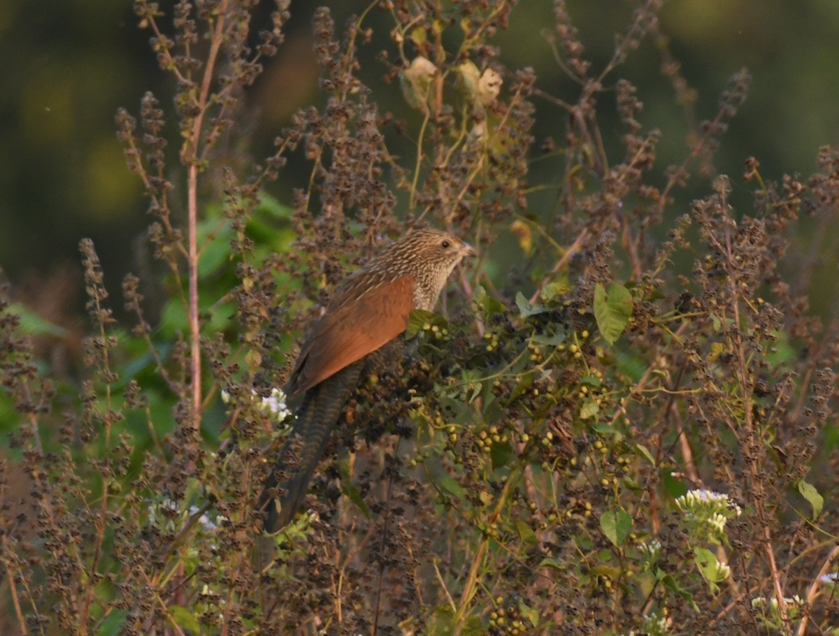 Lesser Coucal - ML617032226