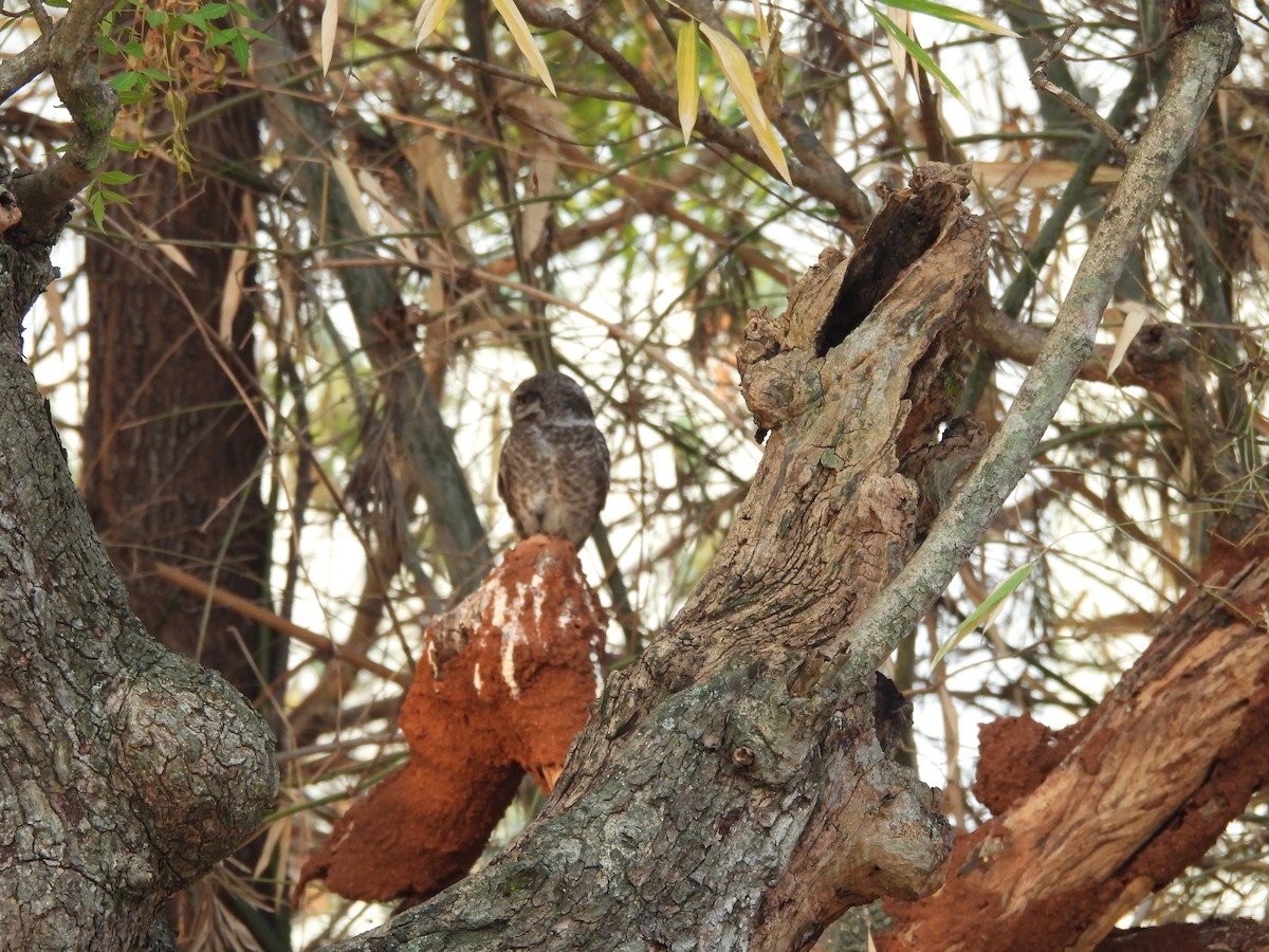 Spotted Owlet - ML617032271