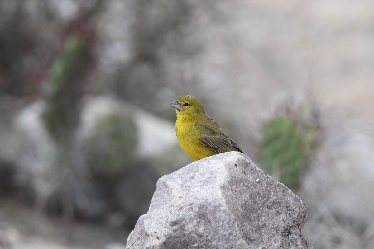 Greenish Yellow-Finch - Antoine Reboul