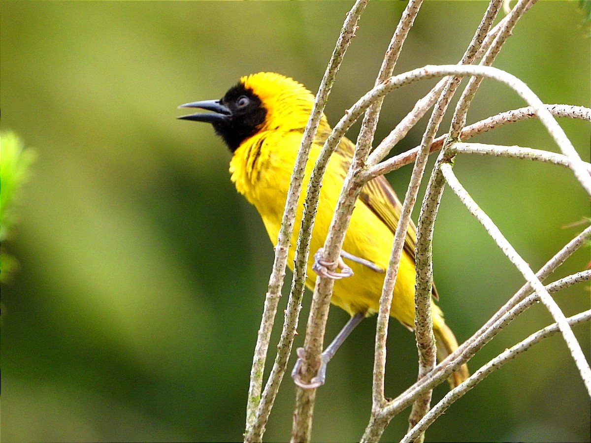 Slender-billed Weaver - Miiro David