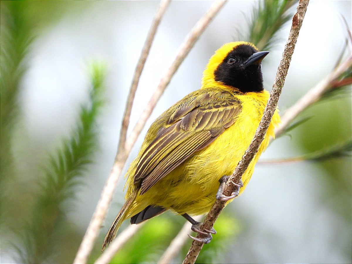 Slender-billed Weaver - ML617032308