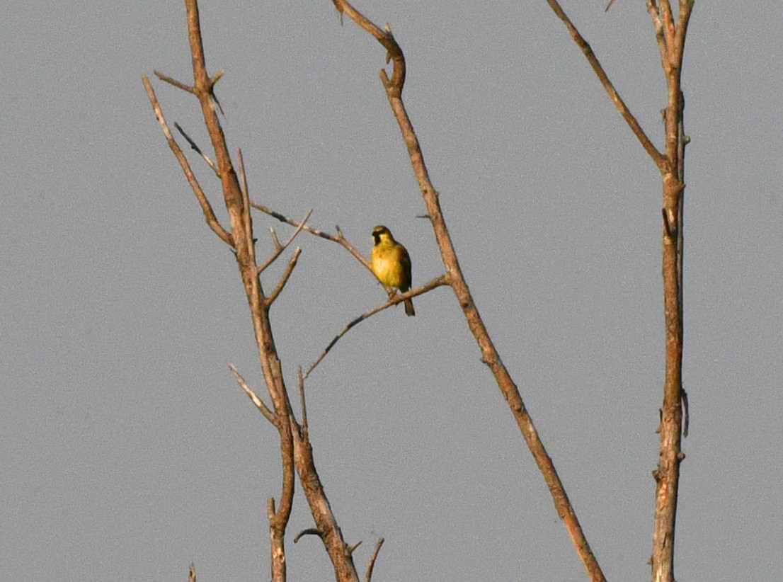 Plain-backed Sparrow - ML617032325