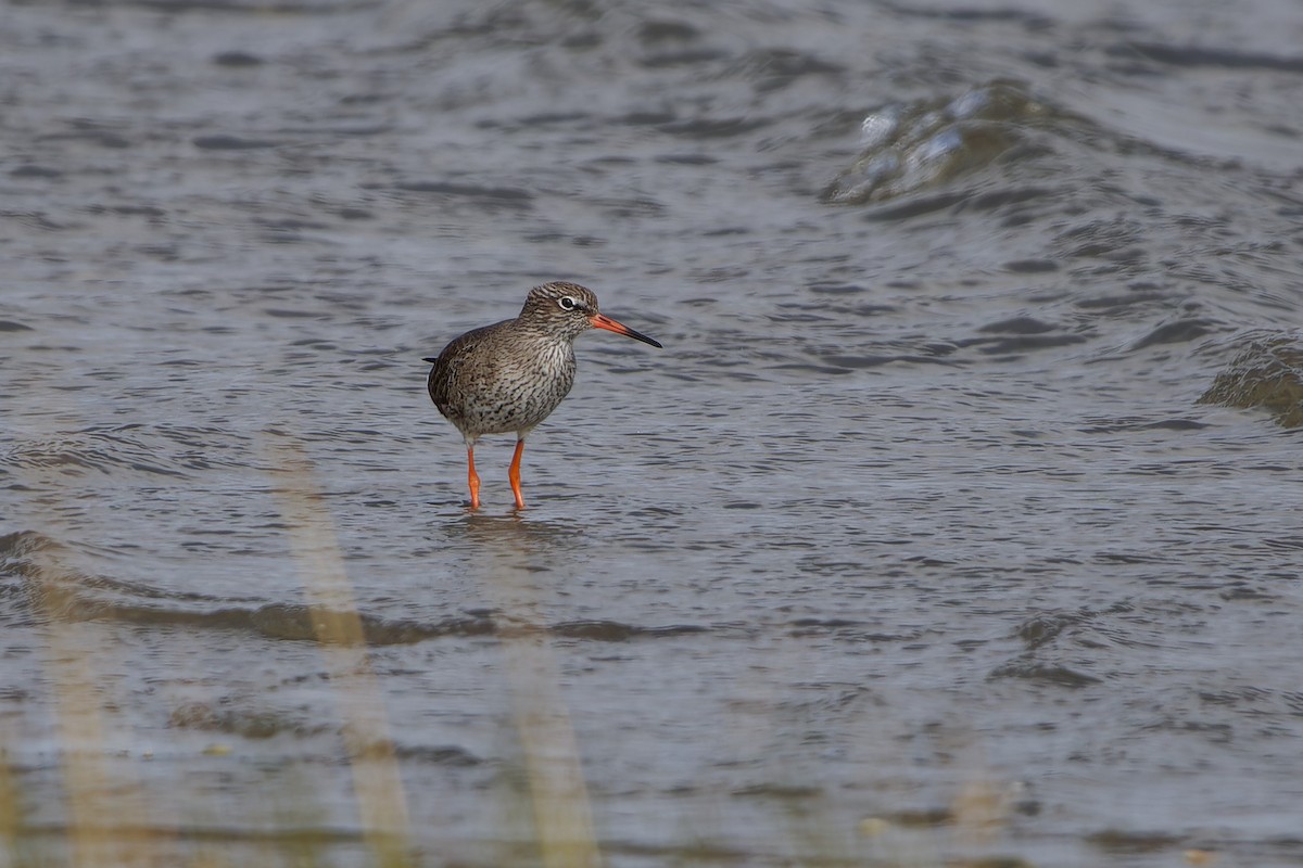 Common Redshank - ML617032369