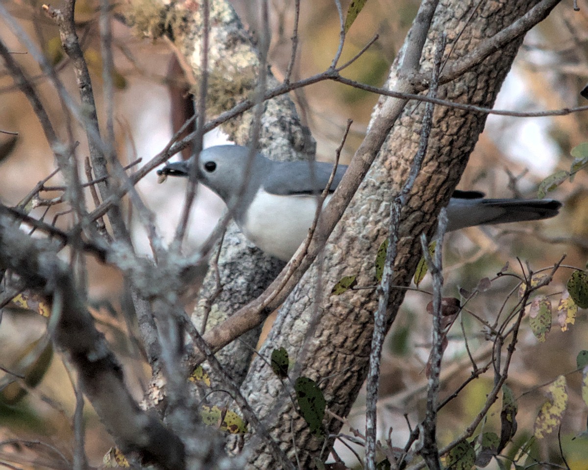 White-breasted Cuckooshrike - ML617032382