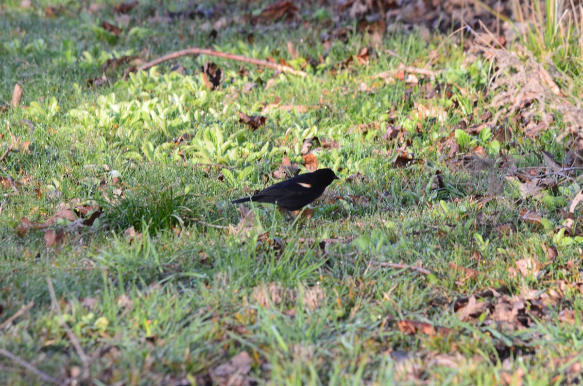 Red-winged Blackbird - ML617032383