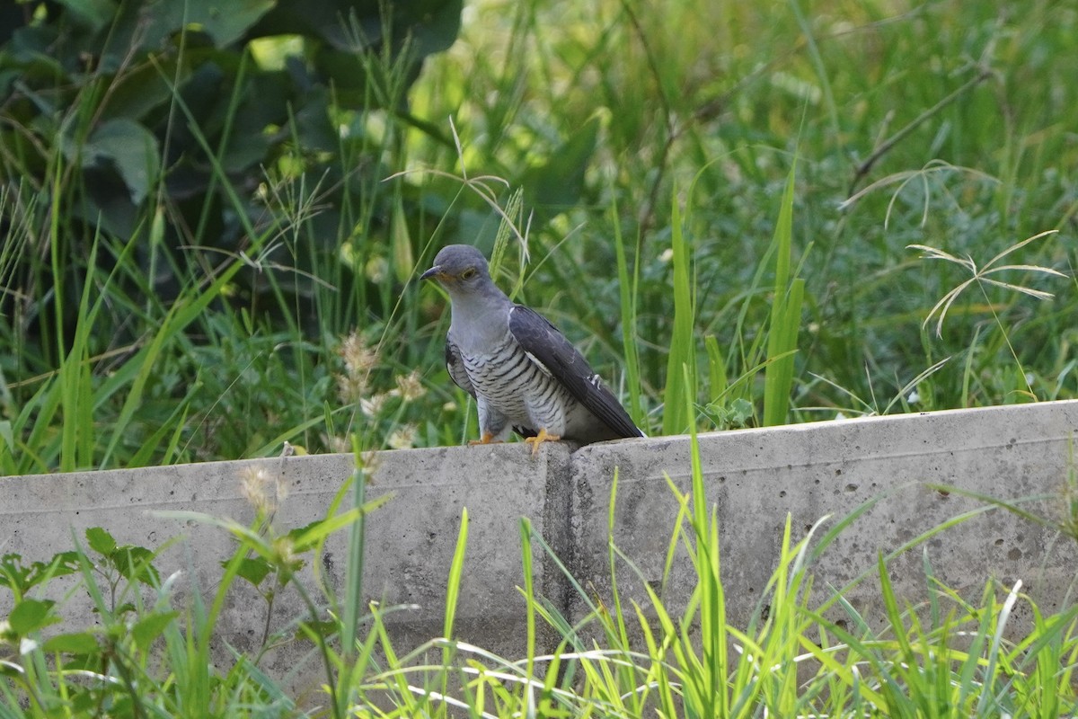 Common Cuckoo - ML617032460