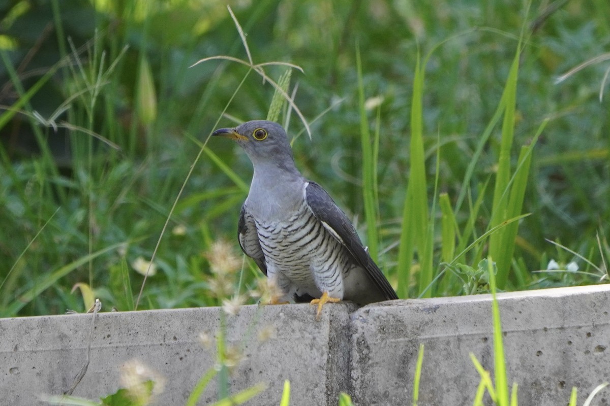 Common Cuckoo - ML617032462