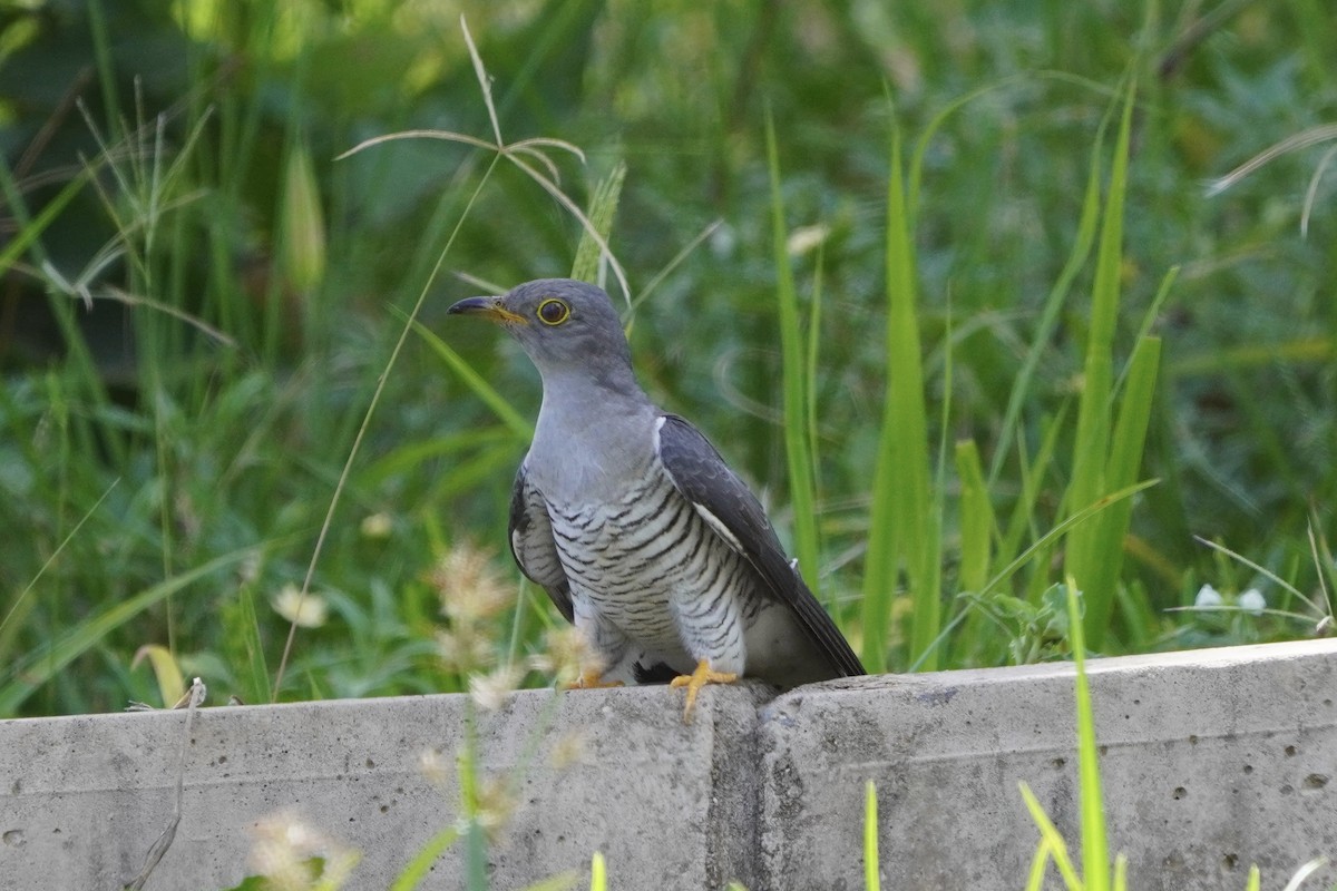 Common Cuckoo - ML617032463