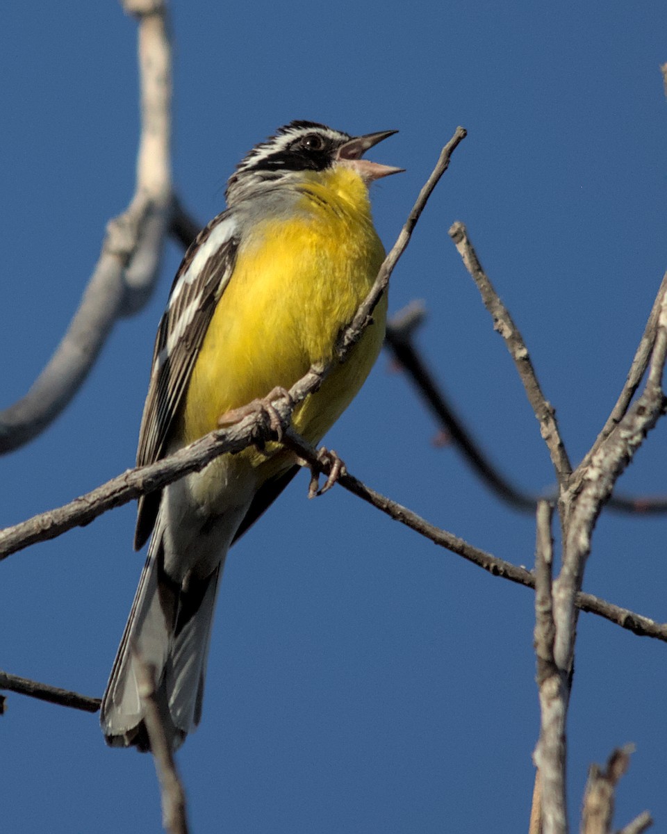 Cabanis's Bunting (Three-streaked) - ML617032474