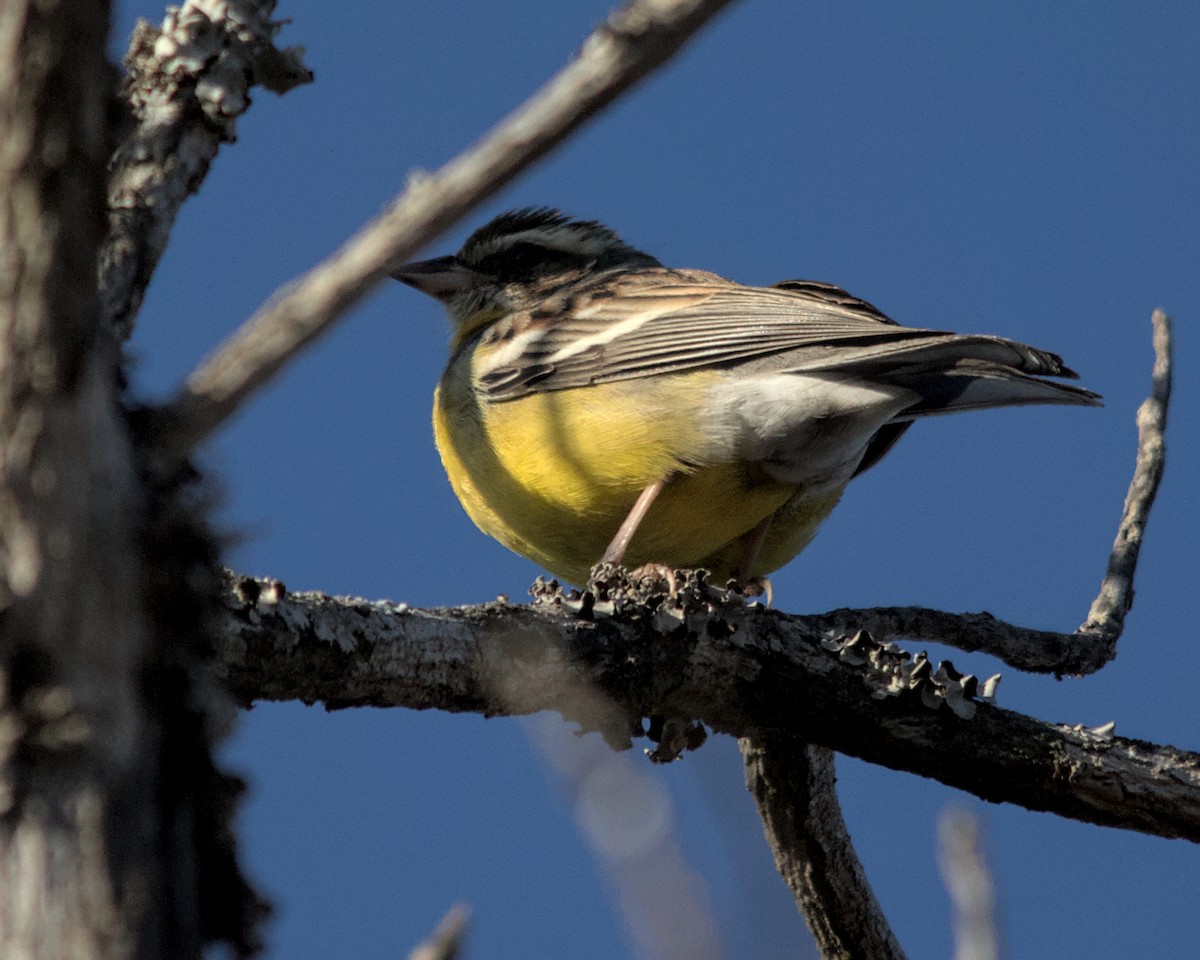 Cabanis's Bunting (Three-streaked) - ML617032476