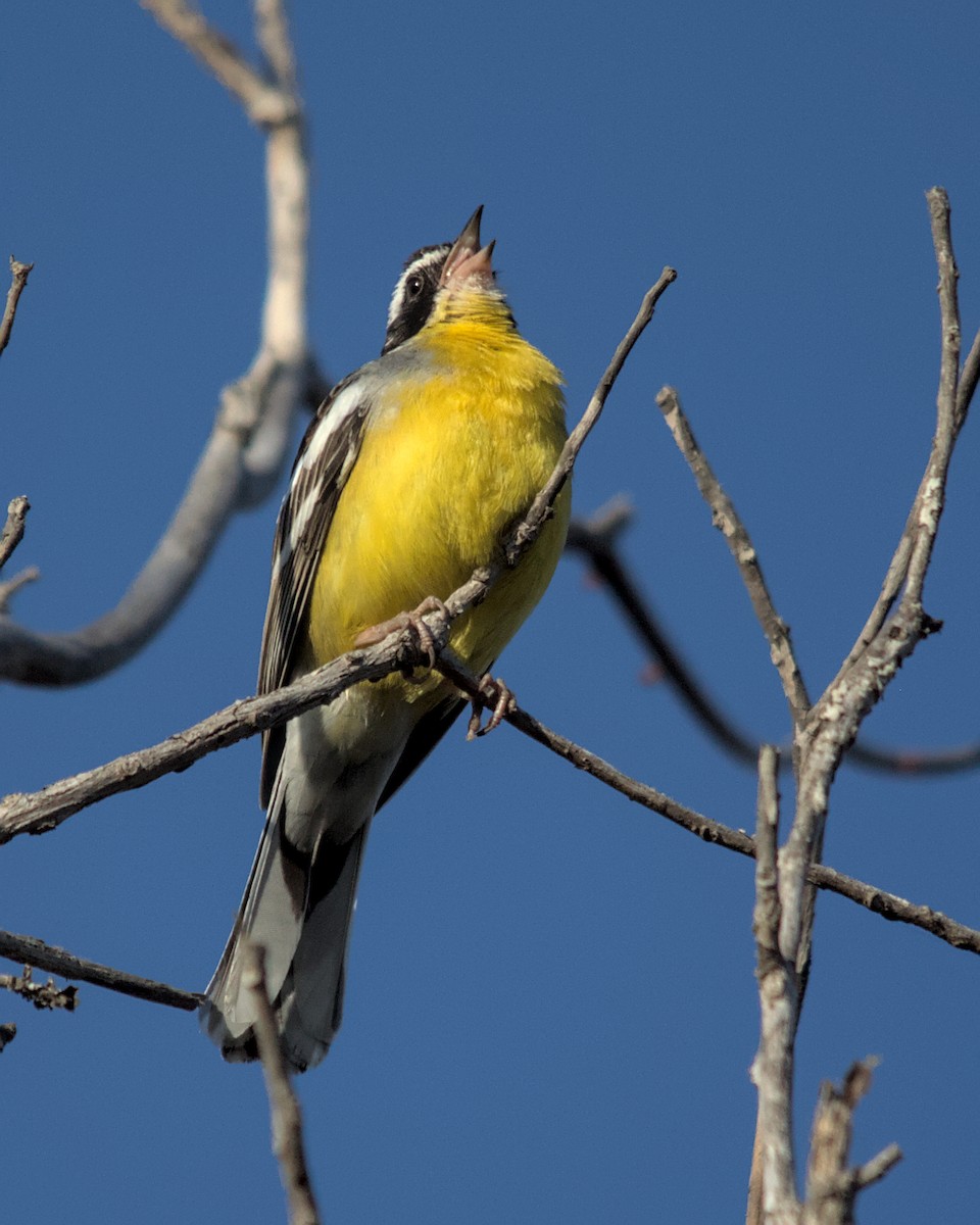 Cabanis's Bunting (Three-streaked) - ML617032477