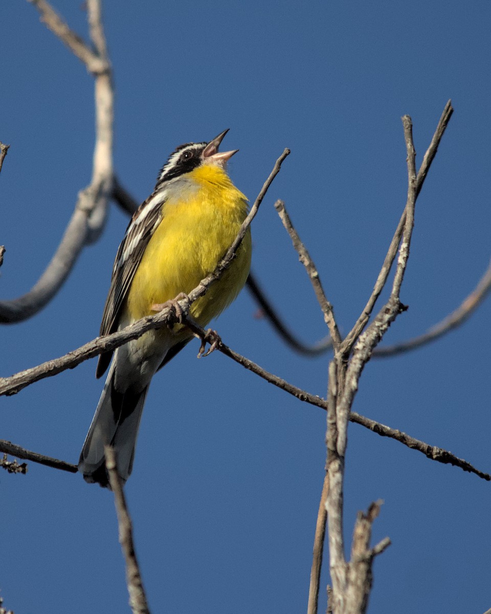 Cabanis's Bunting (Three-streaked) - ML617032478