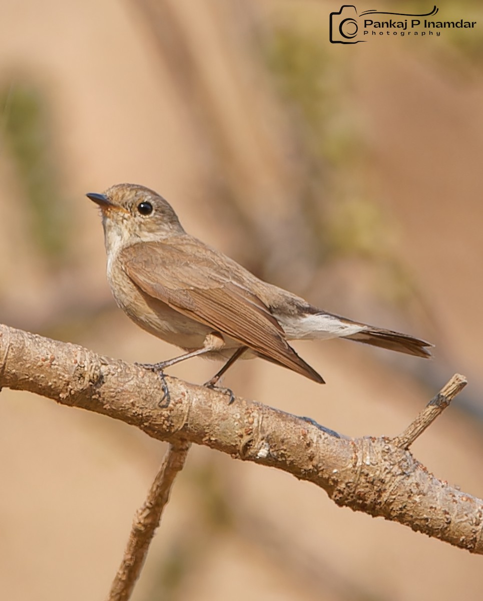 Red-breasted Flycatcher - ML617032494