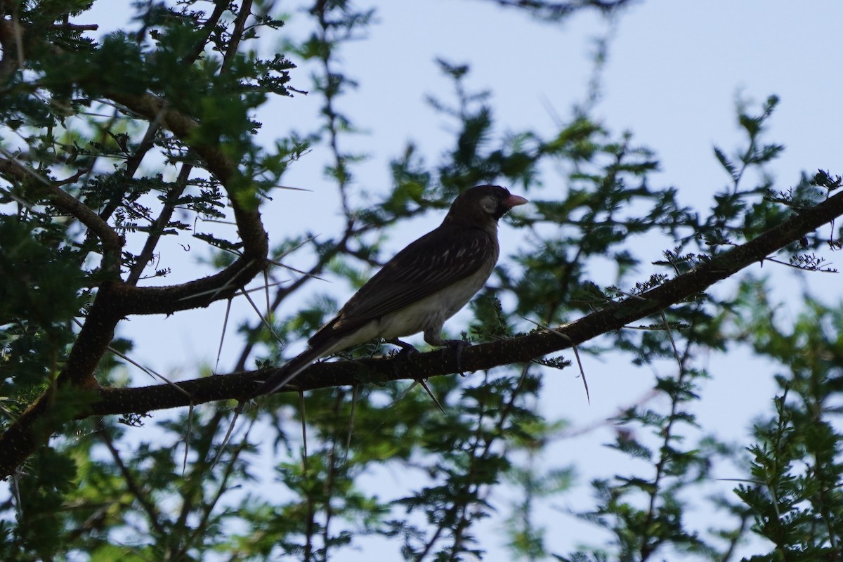 Greater Honeyguide - Greg Hertler