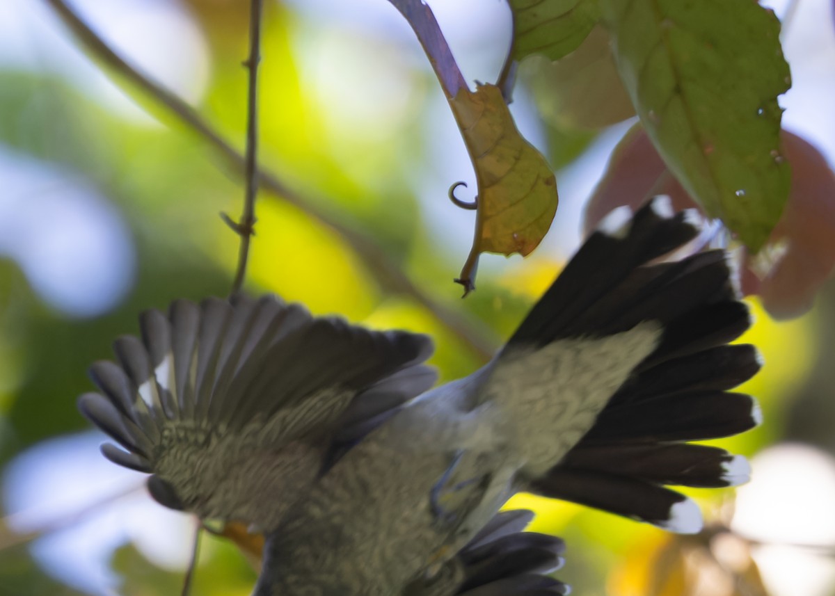 Lesser Cuckooshrike - Ayuwat Jearwattanakanok