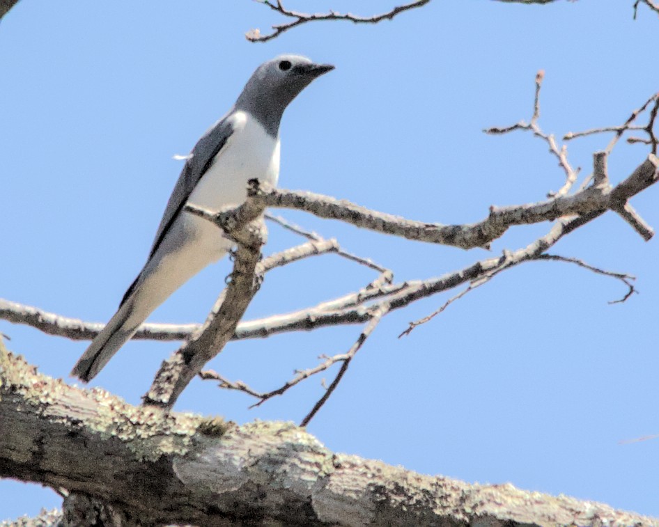 White-breasted Cuckooshrike - ML617032644