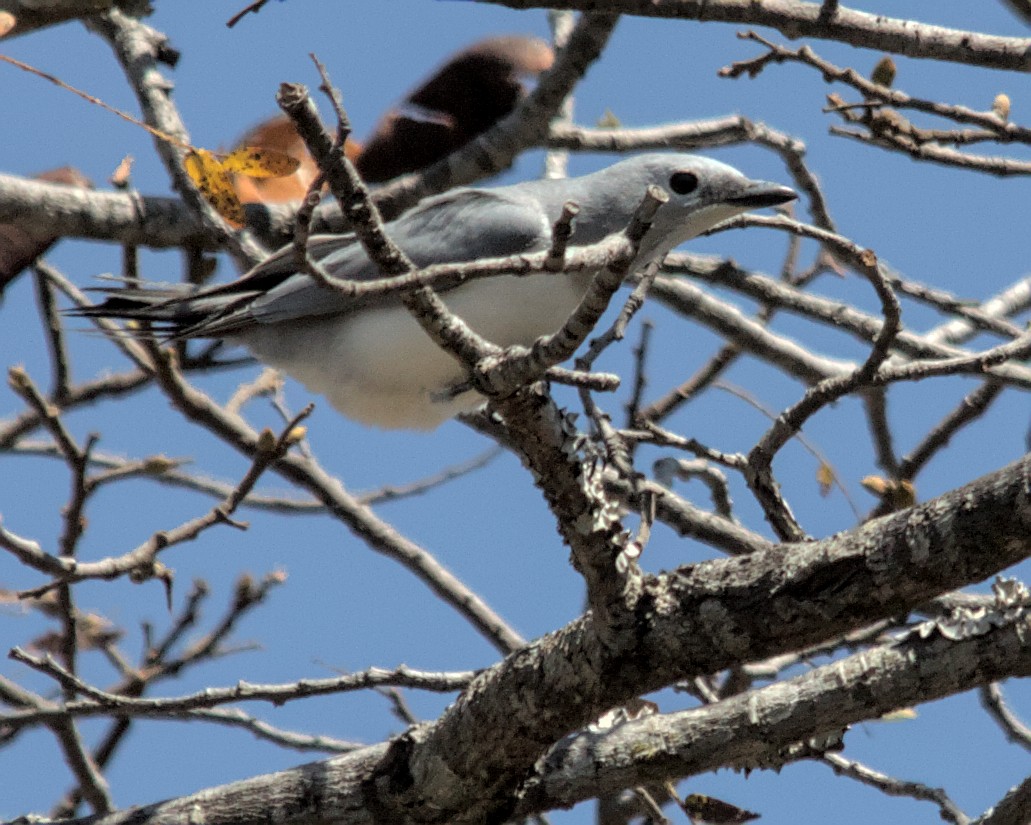 White-breasted Cuckooshrike - ML617032645