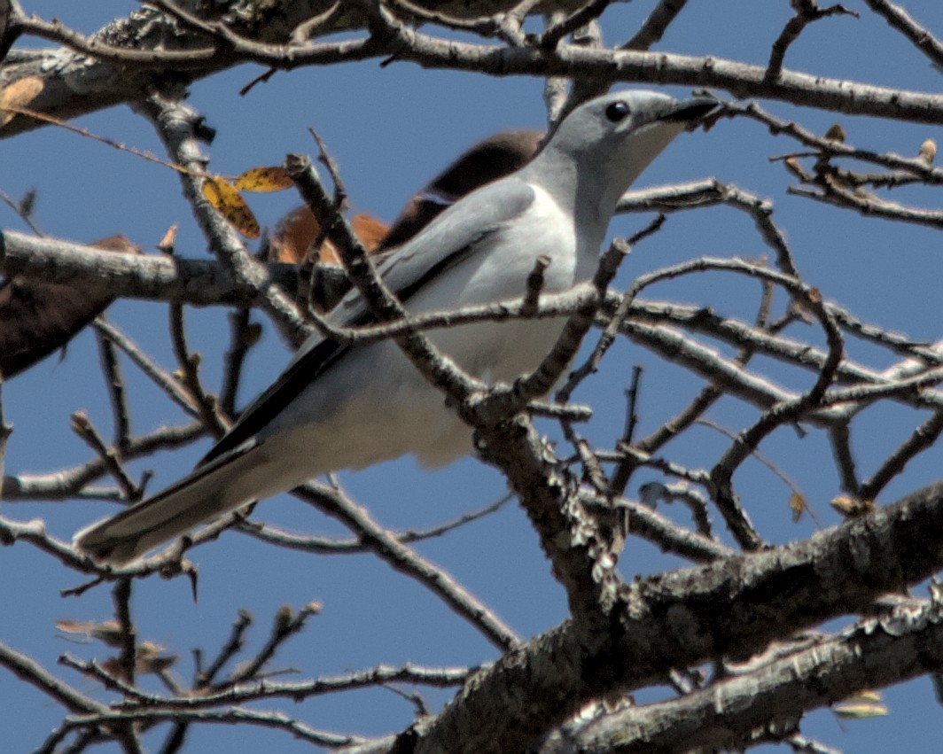 White-breasted Cuckooshrike - ML617032646