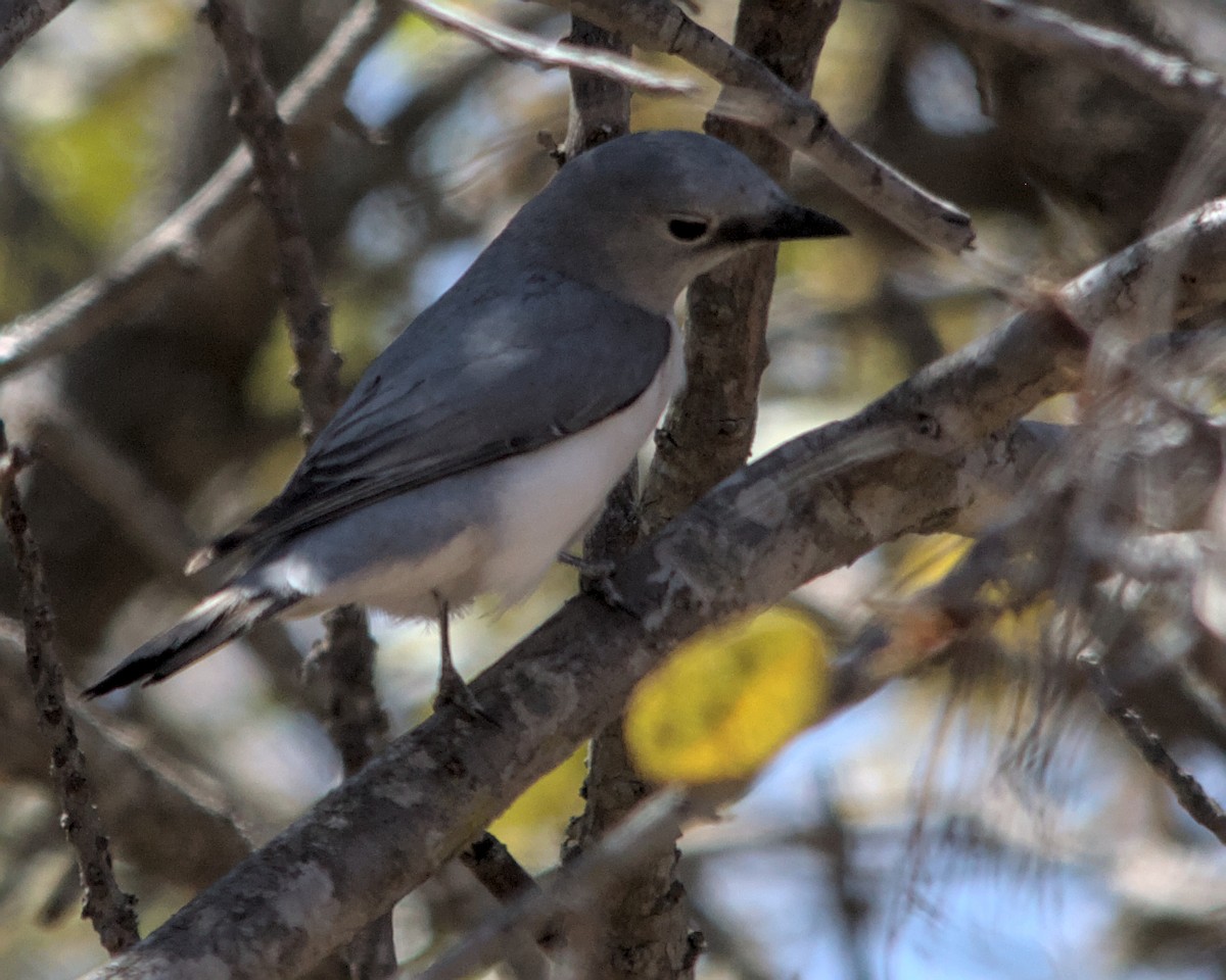 White-breasted Cuckooshrike - ML617032647