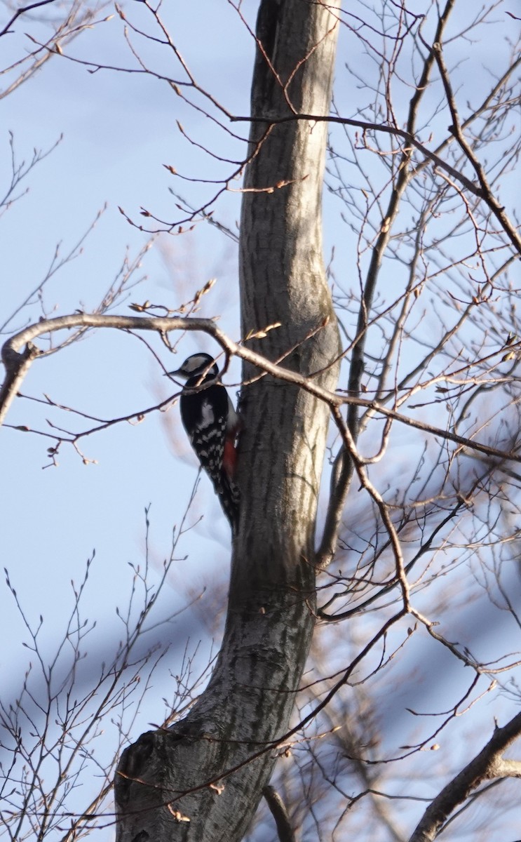Great Spotted Woodpecker - Mark Shorten