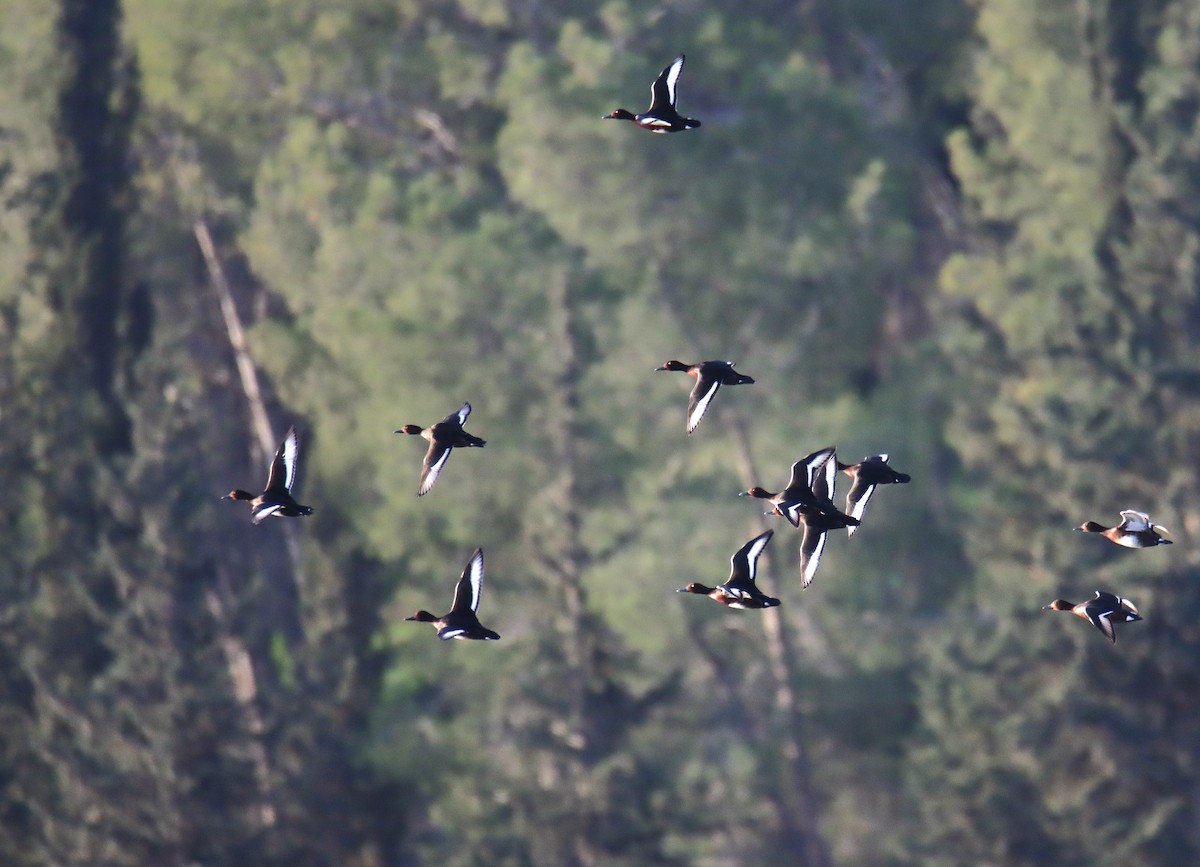 Ferruginous Duck - ML617032679