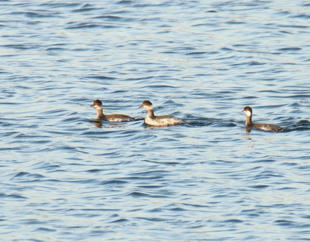 Eared Grebe - ML617032681