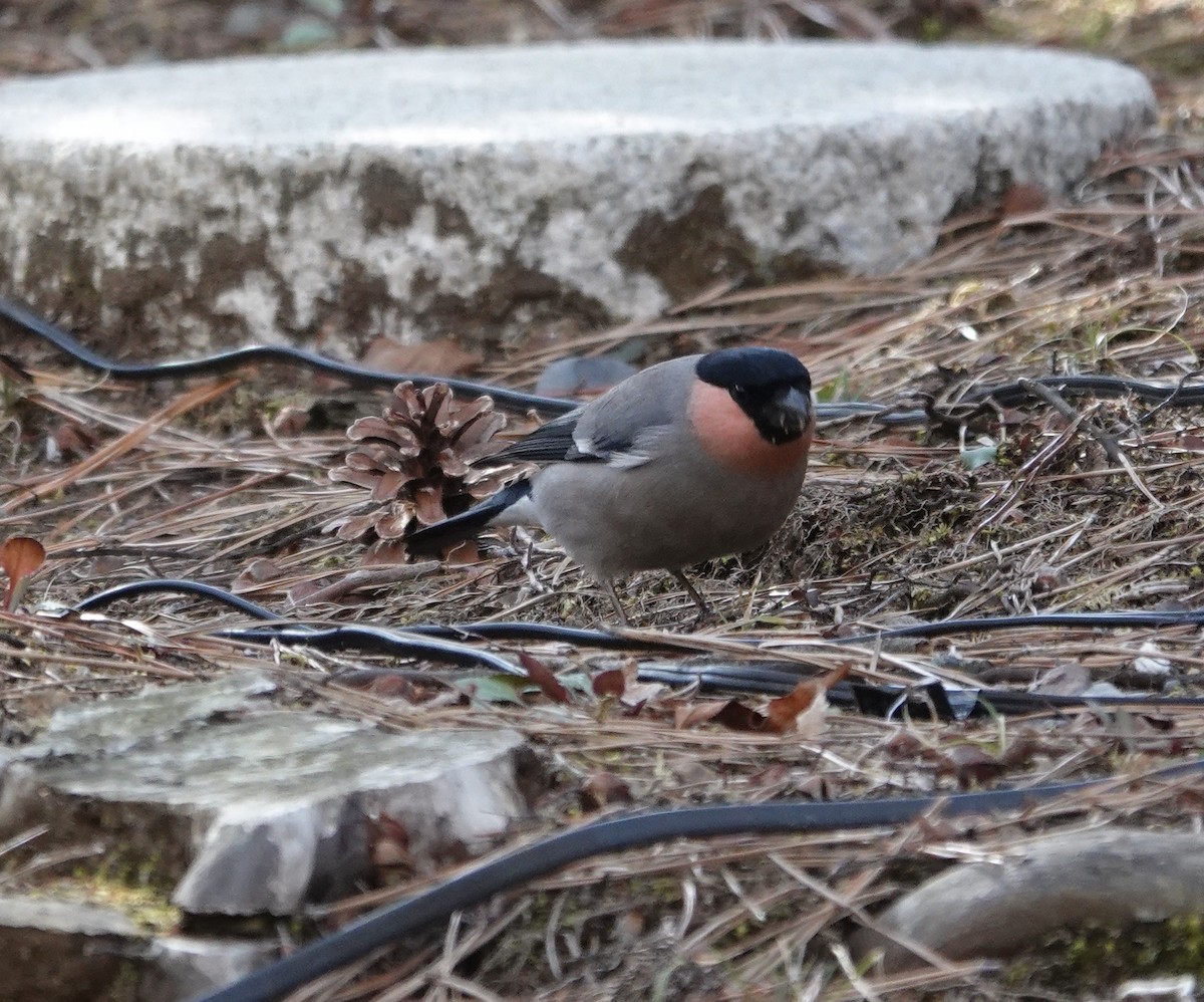 Eurasian Bullfinch - Mark Shorten