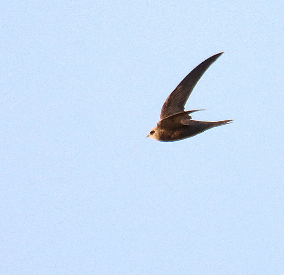 Common Swift - ML617032690