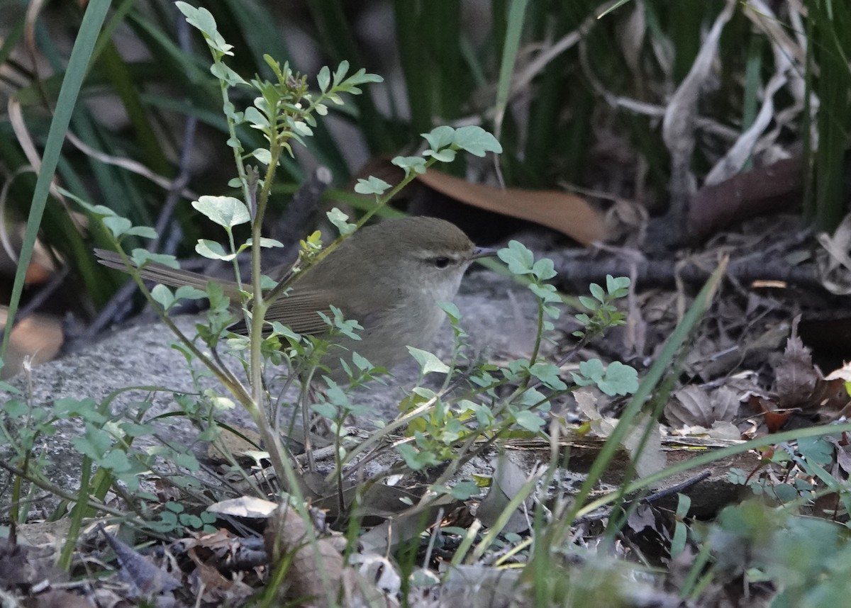 Japanese Bush Warbler - Mark Shorten