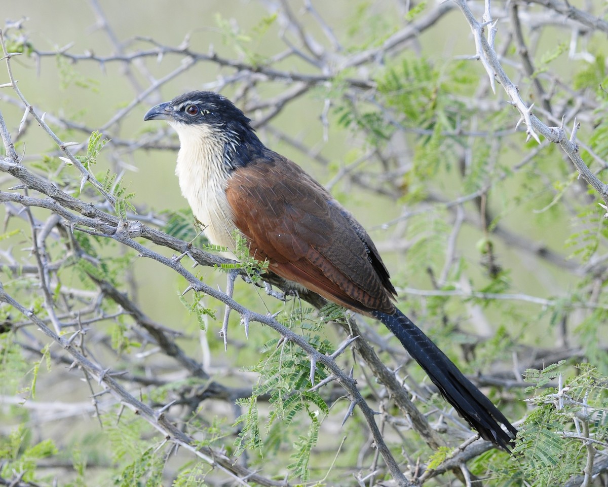 Coucal à sourcils blancs - ML617032717