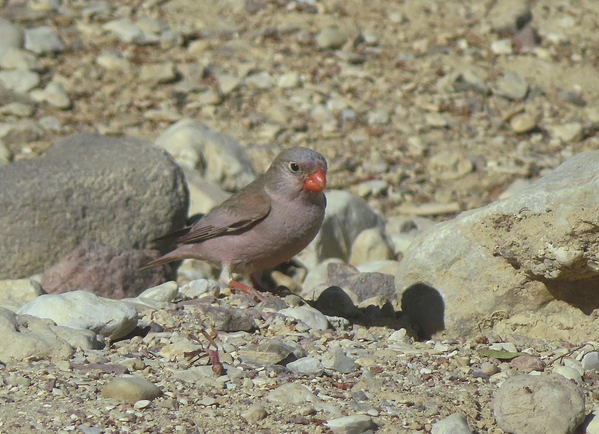 Trumpeter Finch - ML617032739