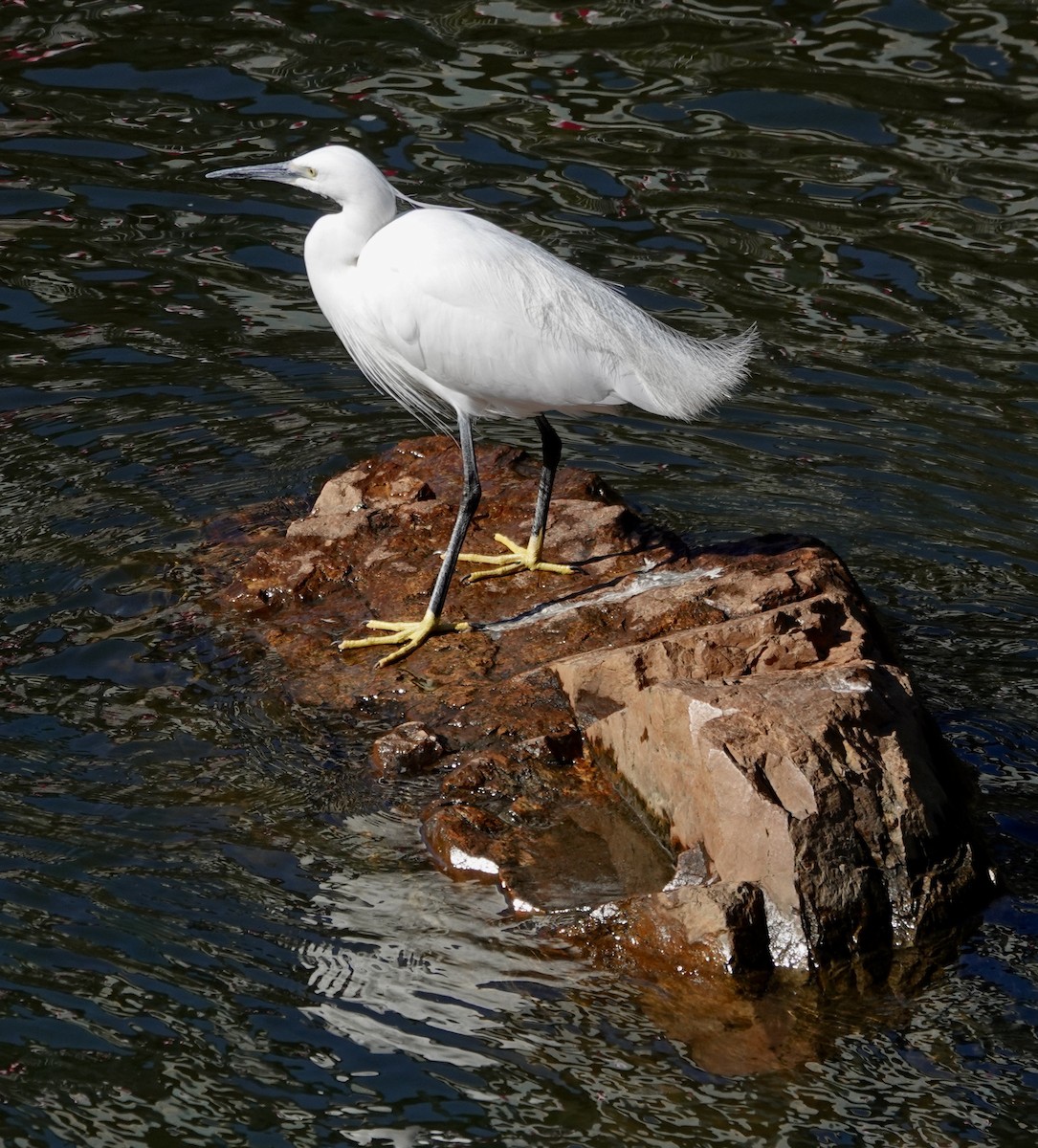 Little Egret - ML617032758