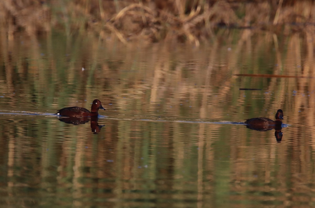 Ferruginous Duck - ML617032804