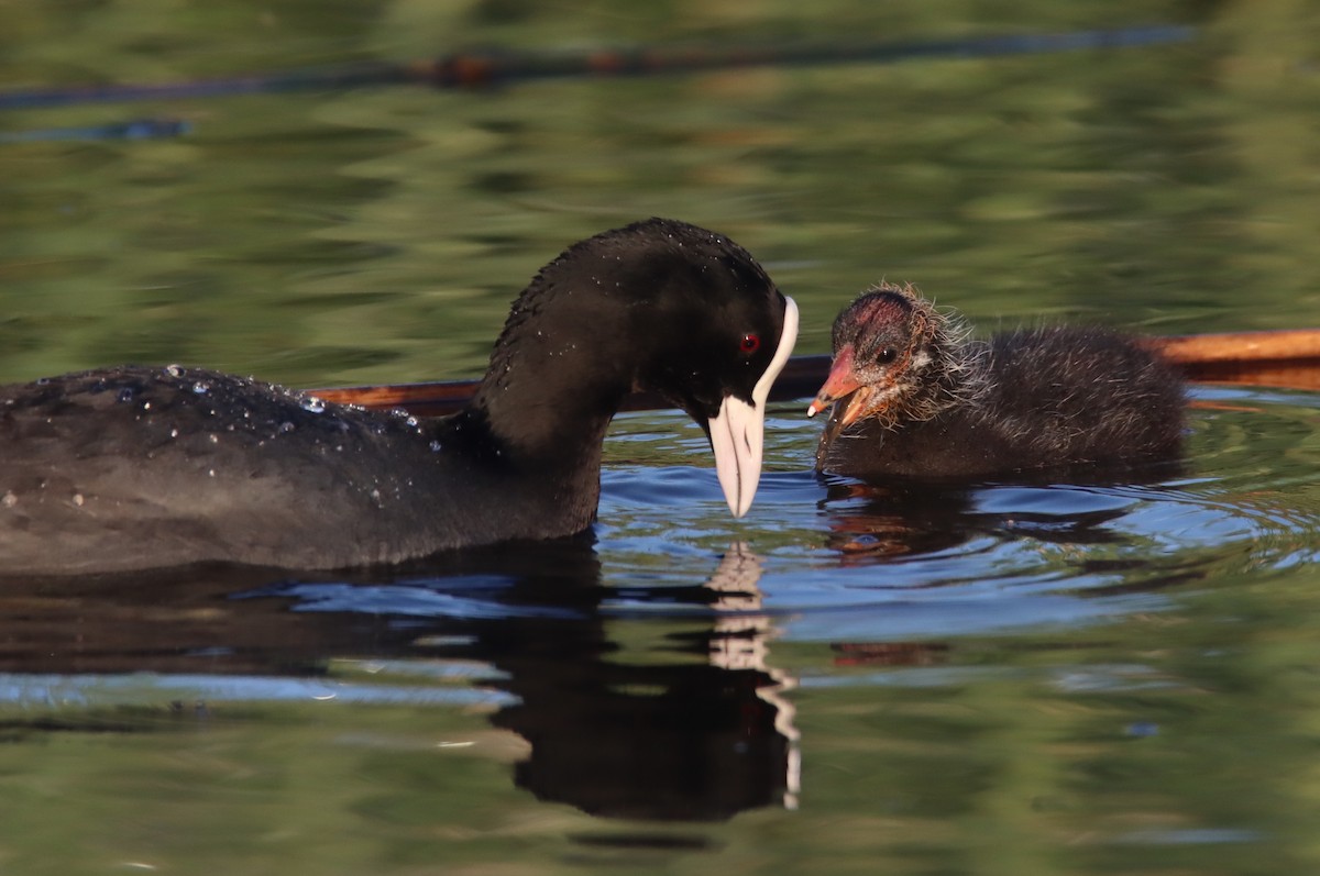 Eurasian Coot - ML617032833