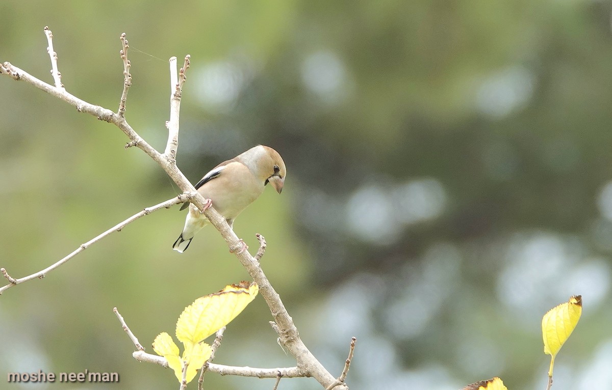 Hawfinch - ML617032836