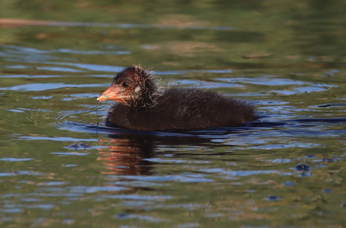 Eurasian Coot - ML617032847