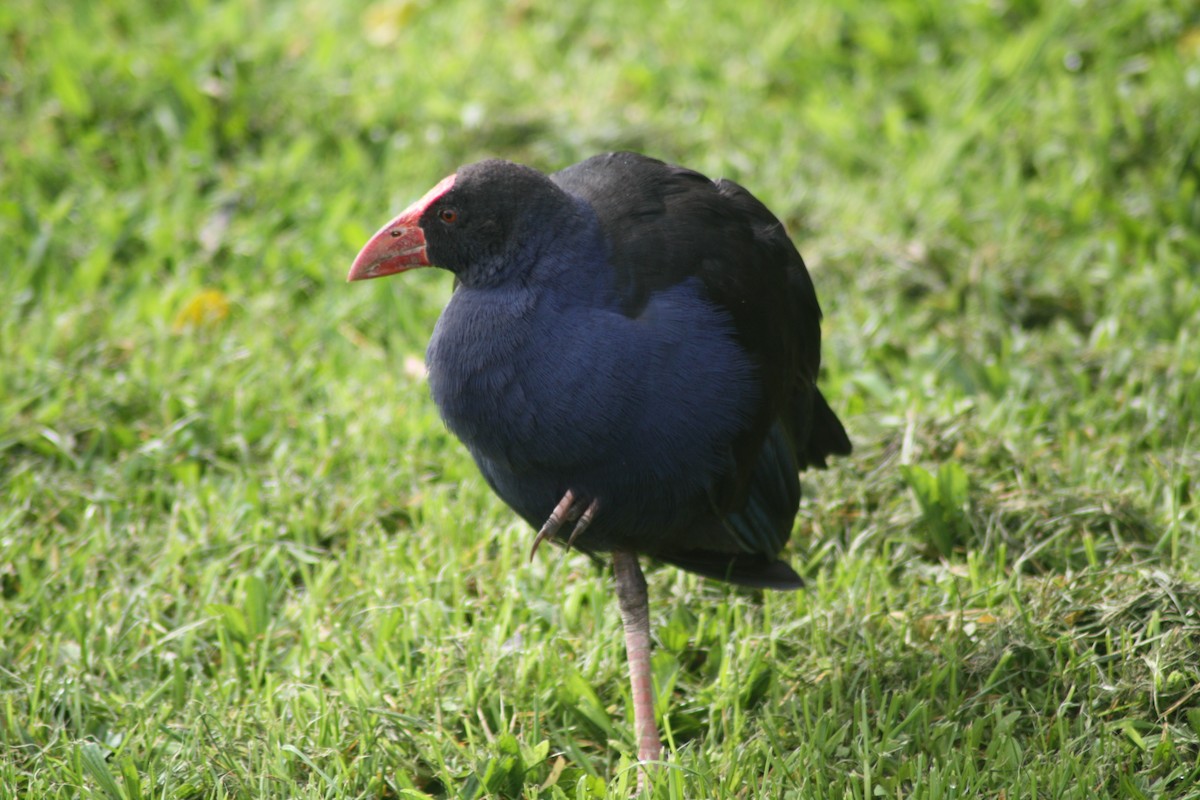 Australasian Swamphen - ML617032857