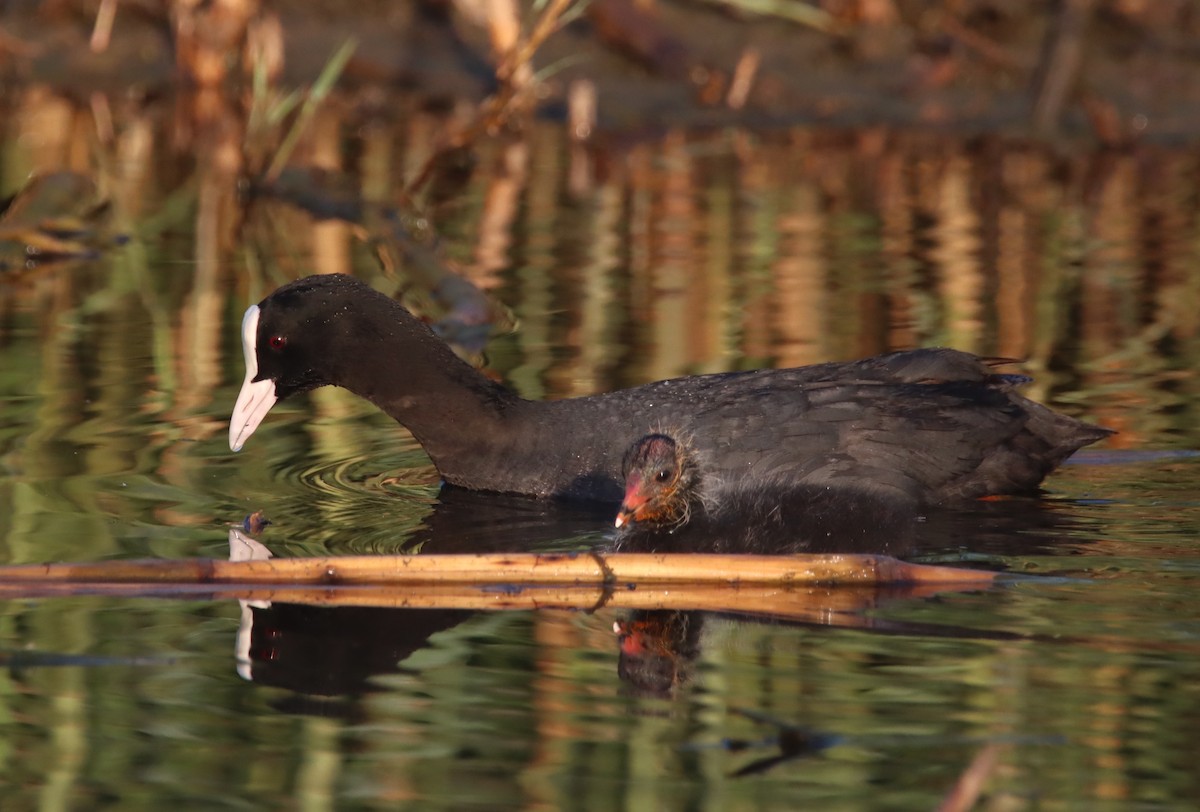 Eurasian Coot - ML617032860