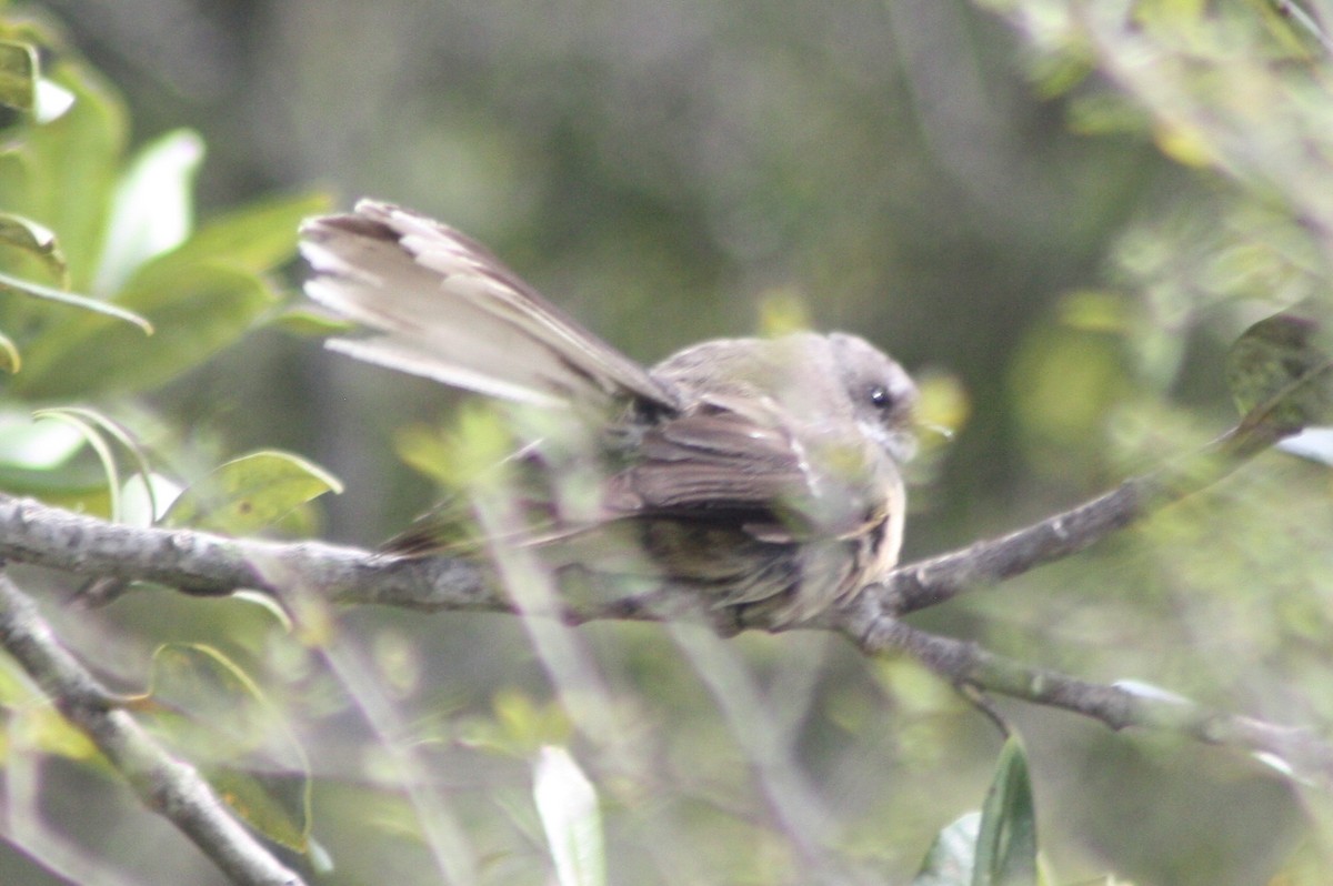 New Zealand Fantail - ML617032895