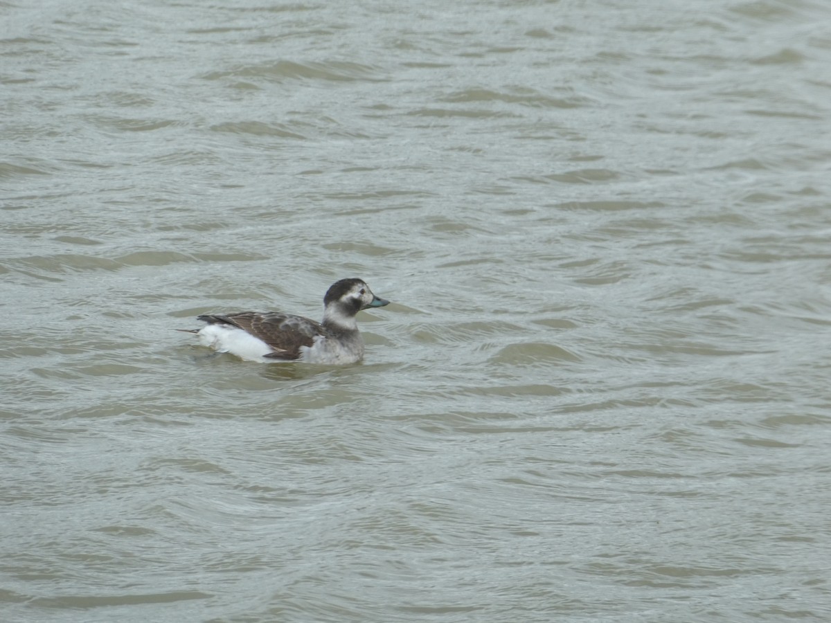 Long-tailed Duck - ML617032906