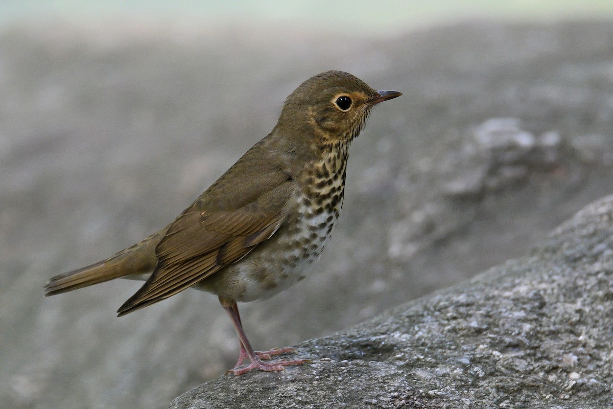 Swainson's Thrush - terence zahner
