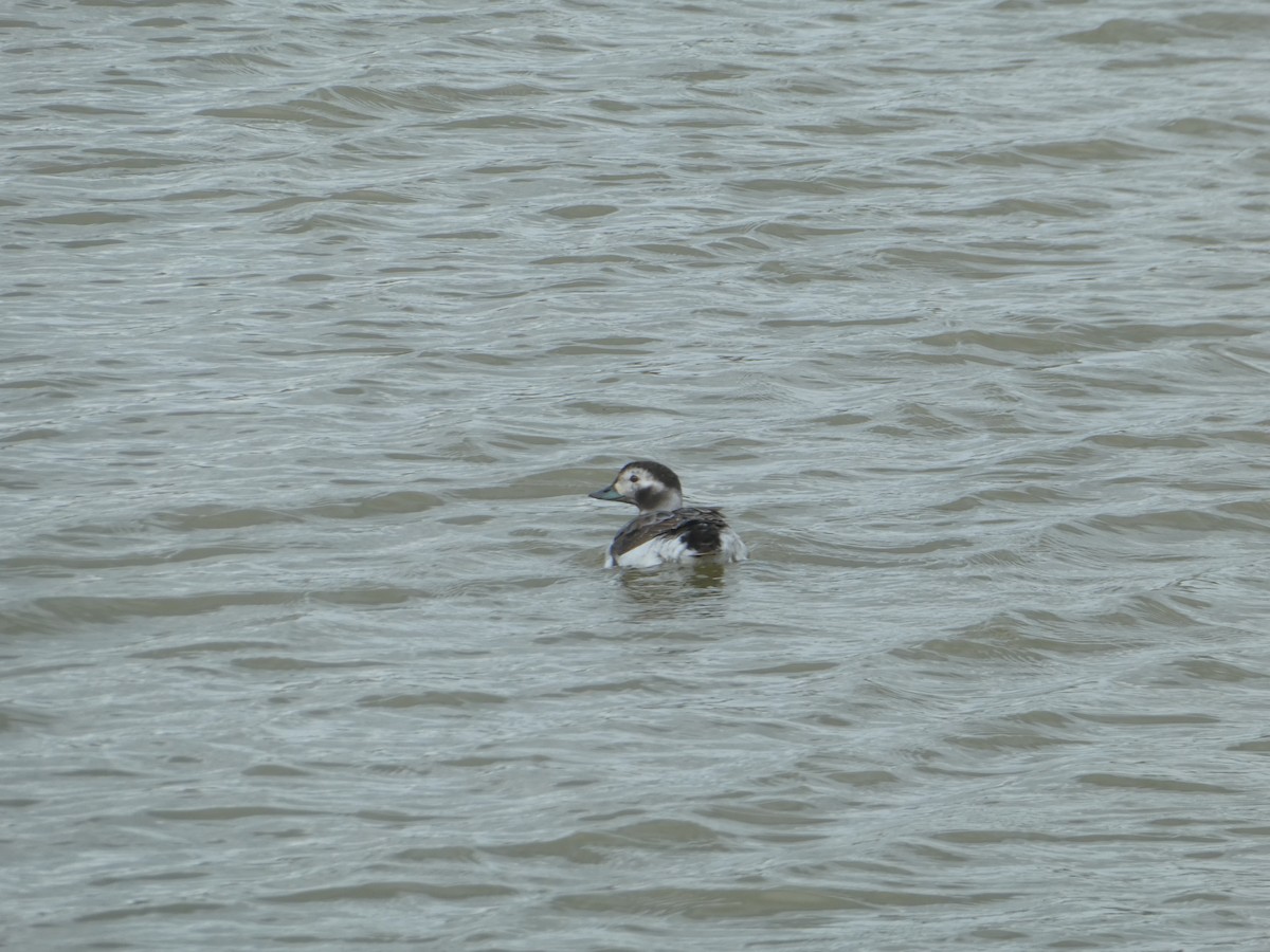 Long-tailed Duck - ML617032912