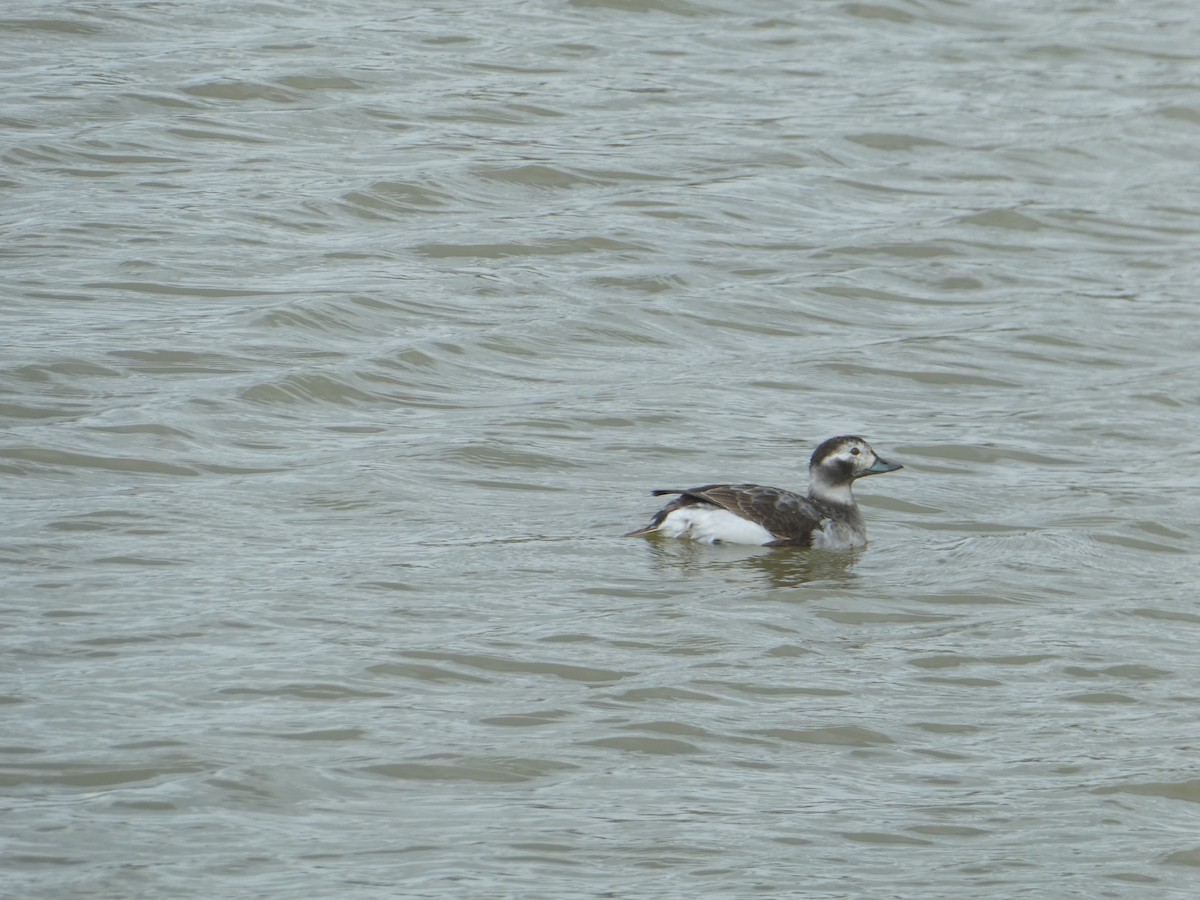 Long-tailed Duck - ML617032913