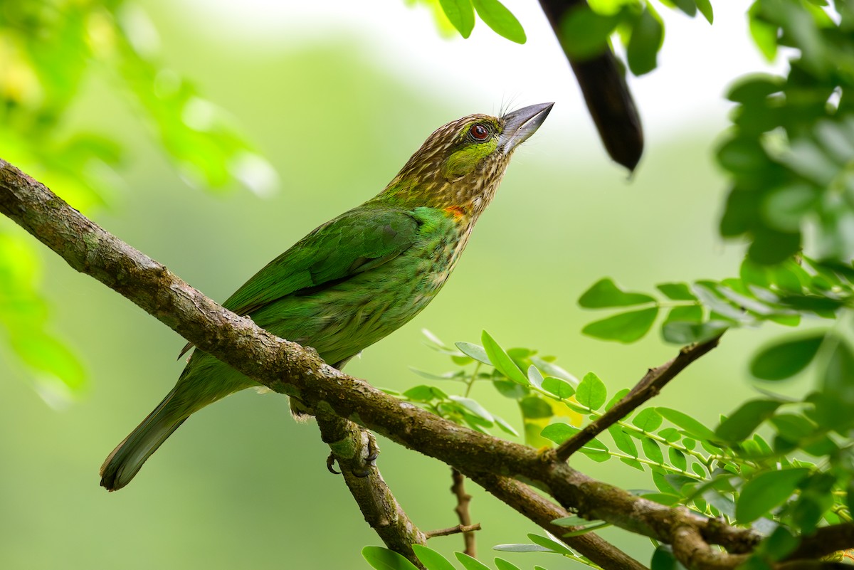 Yeşil Kulaklı Barbet - ML617032952