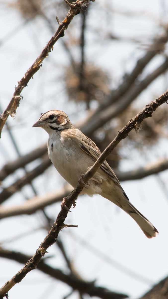 Lark Sparrow - ML617032958