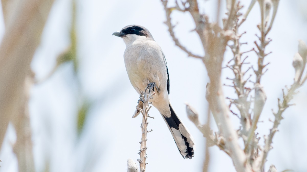 Loggerhead Shrike - ML617032982