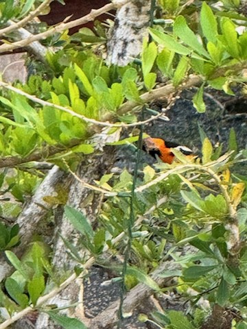 Venezuelan Troupial - Donald Niddrie