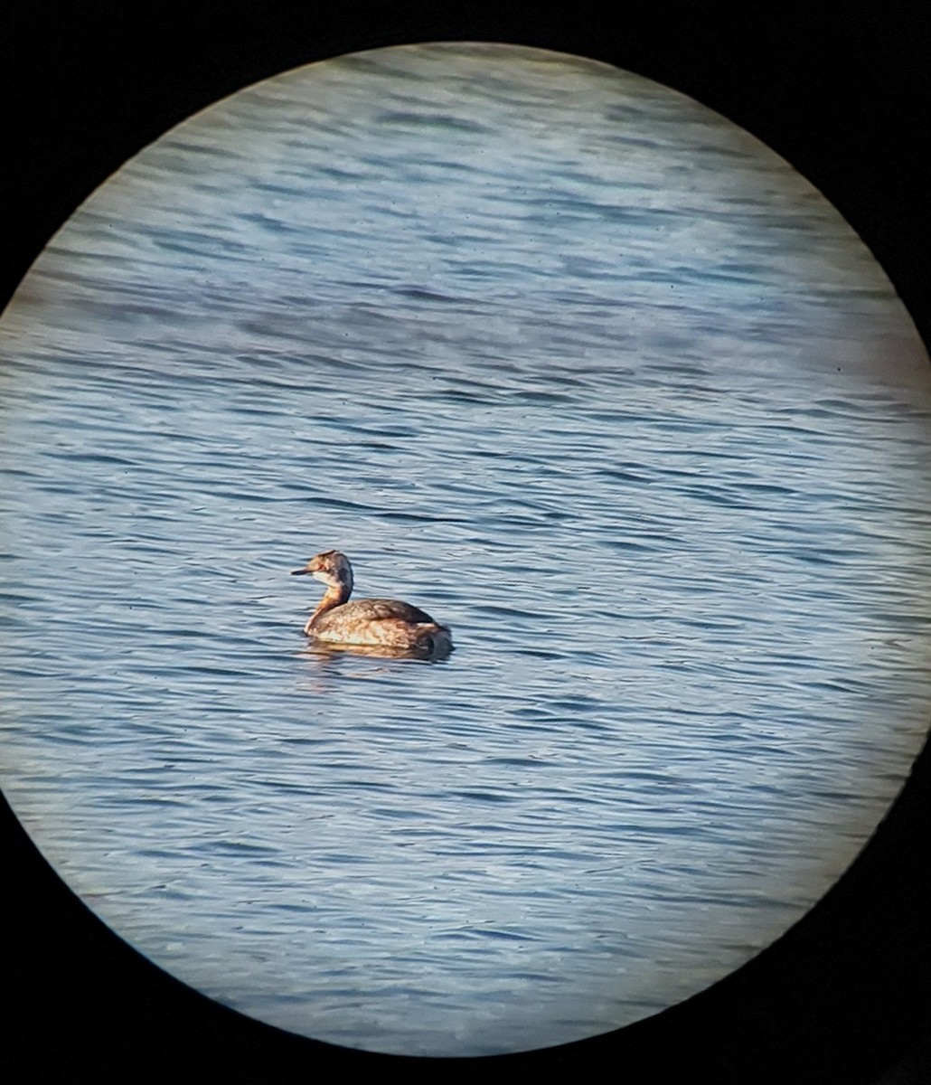 Horned Grebe - ML617033000