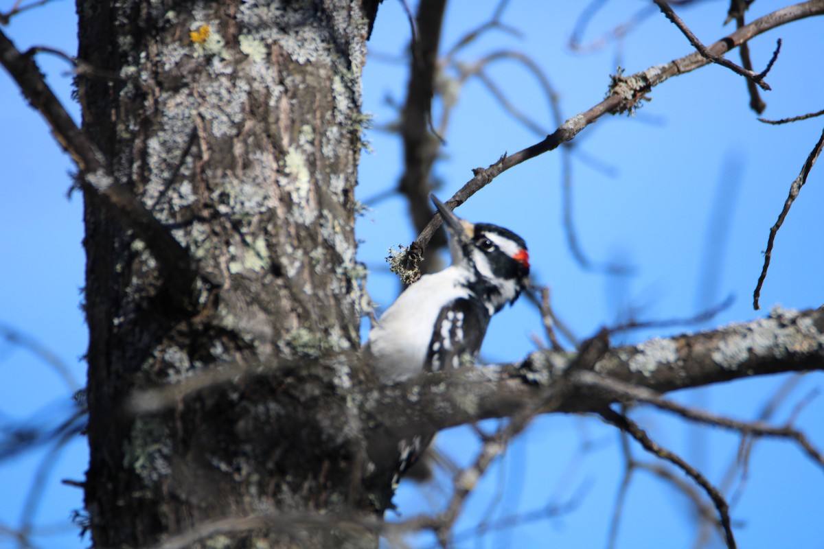 Hairy Woodpecker (Eastern) - ML617033001